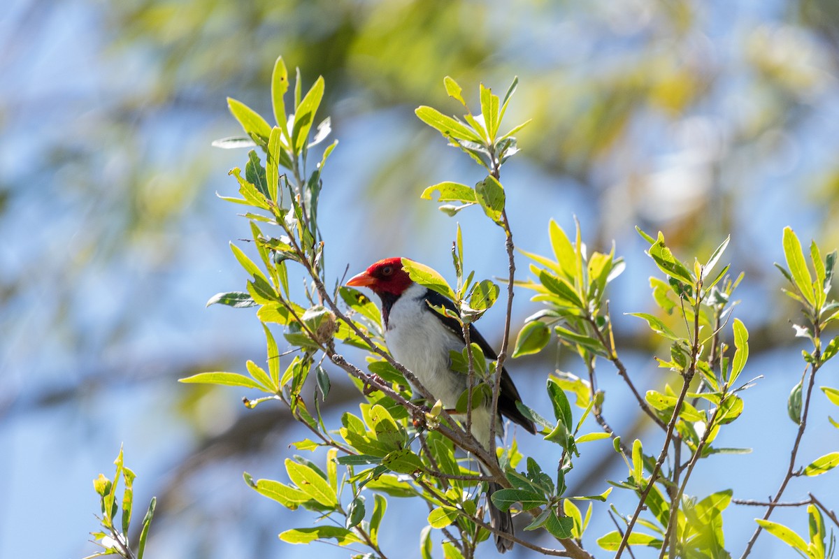 Yellow-billed Cardinal - ML647755264
