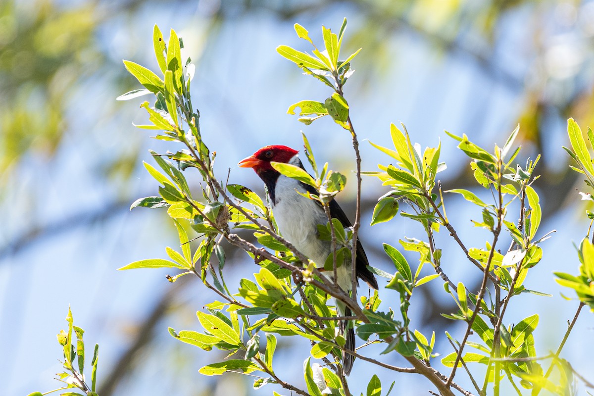 Yellow-billed Cardinal - ML647755265