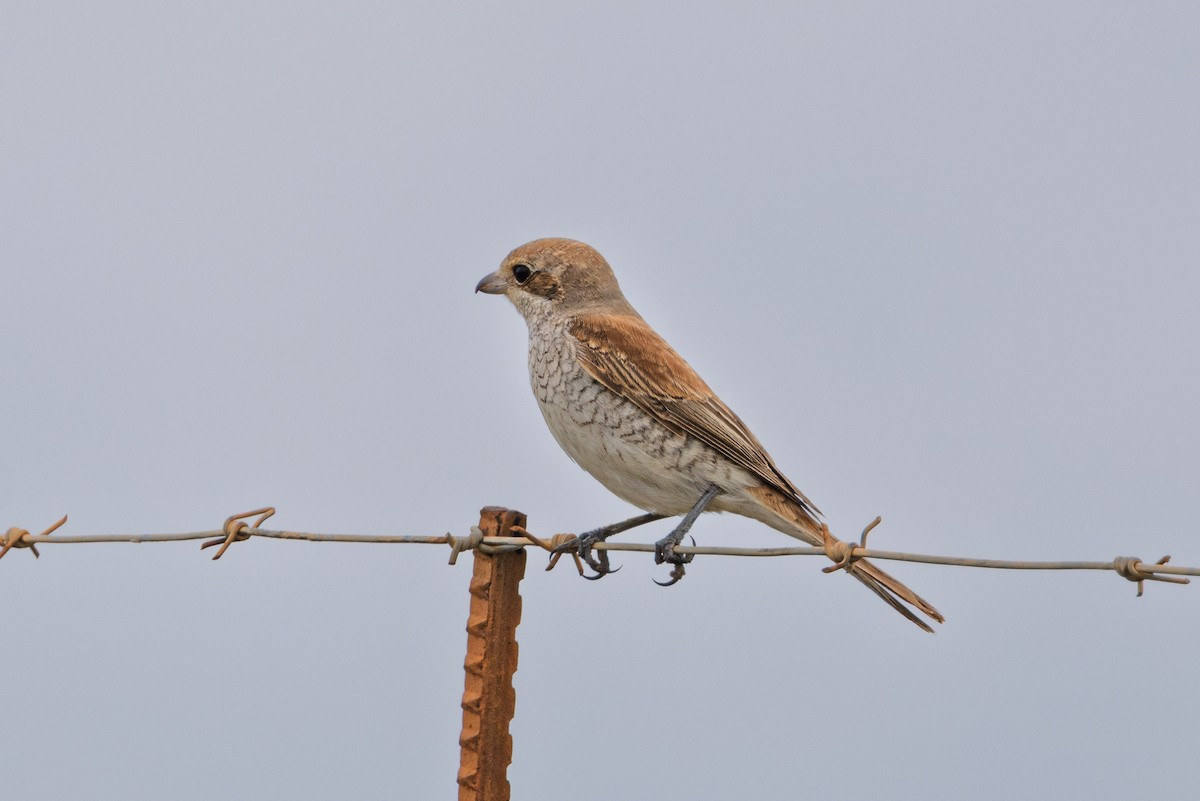 Red-backed Shrike - ML647755266