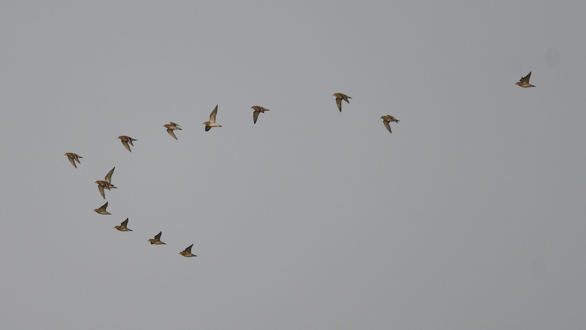 European Golden-Plover - ML647755267