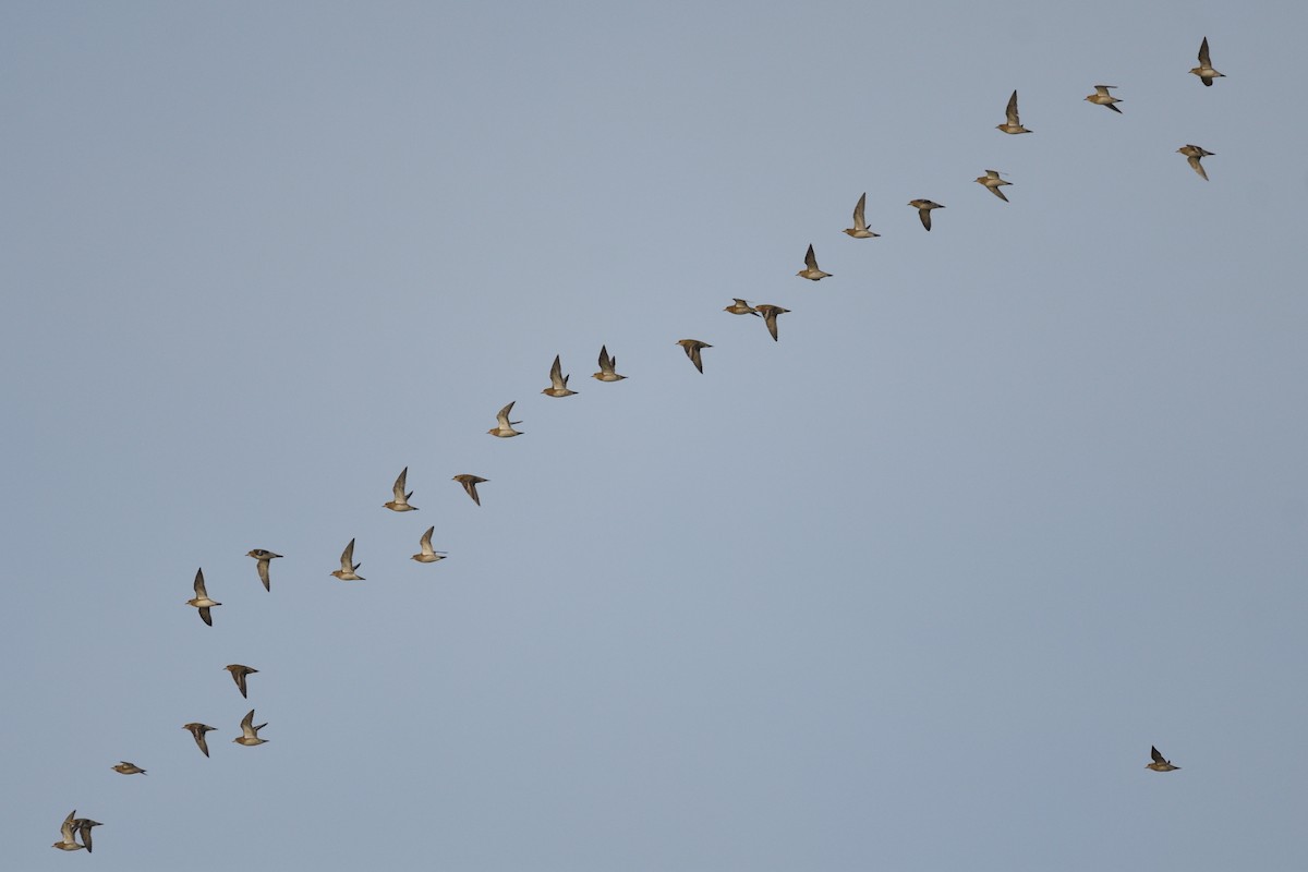European Golden-Plover - ML647755268