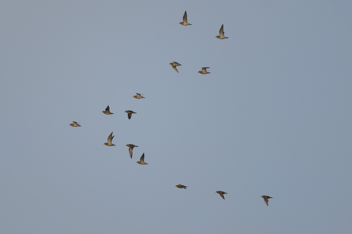 European Golden-Plover - ML647755269