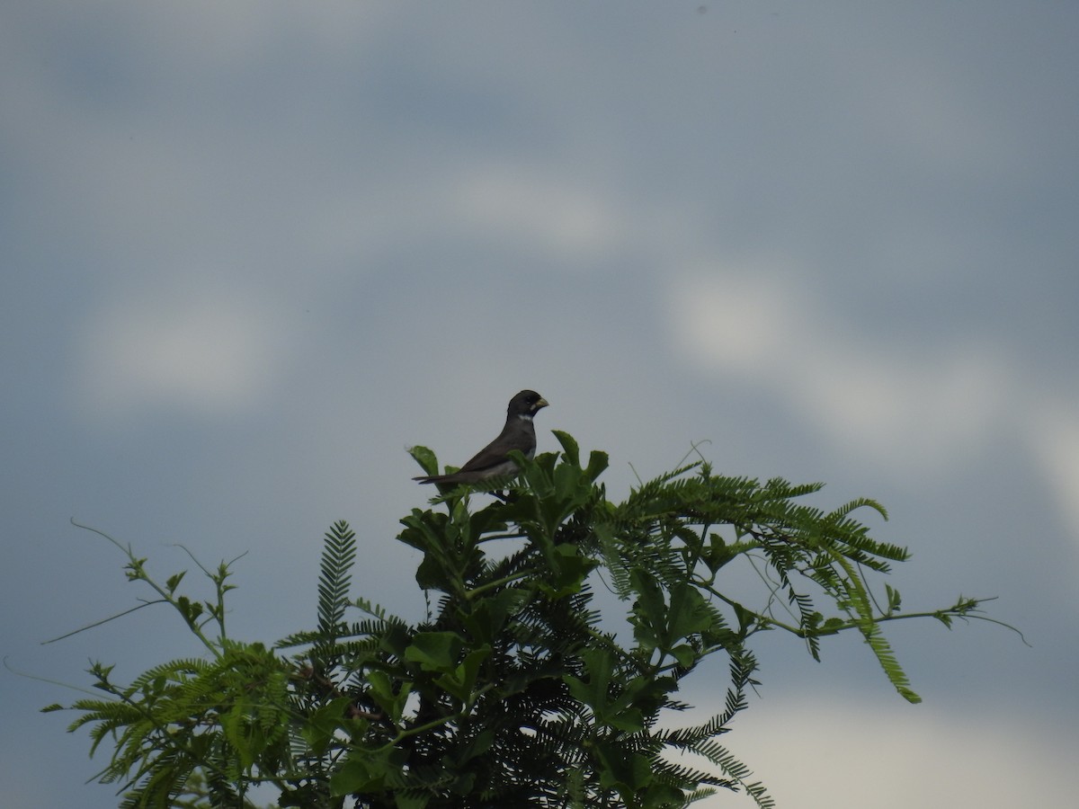 Double-collared Seedeater - ML647755270