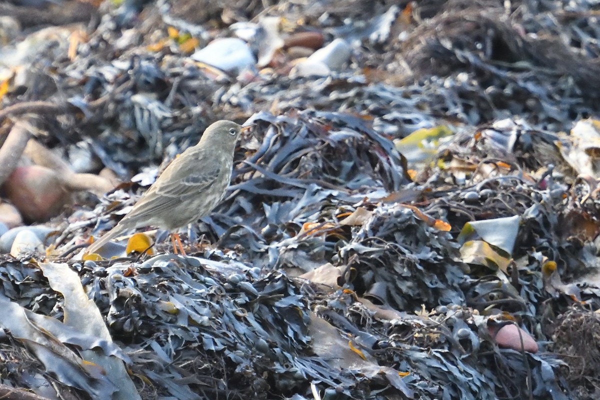 Rock Pipit - ML647755273