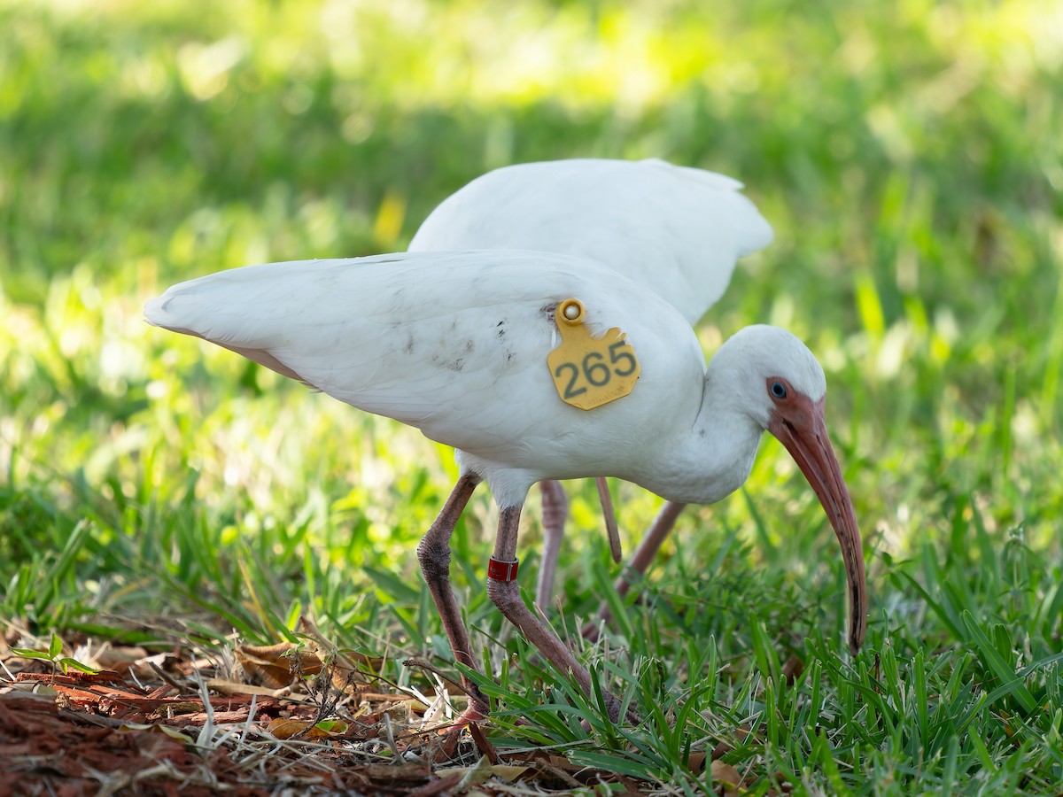 Corocoro Blanco - ML647755301