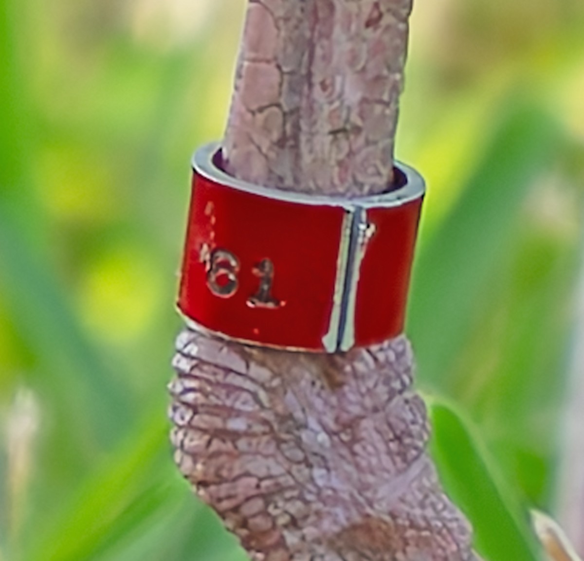 Corocoro Blanco - ML647755303