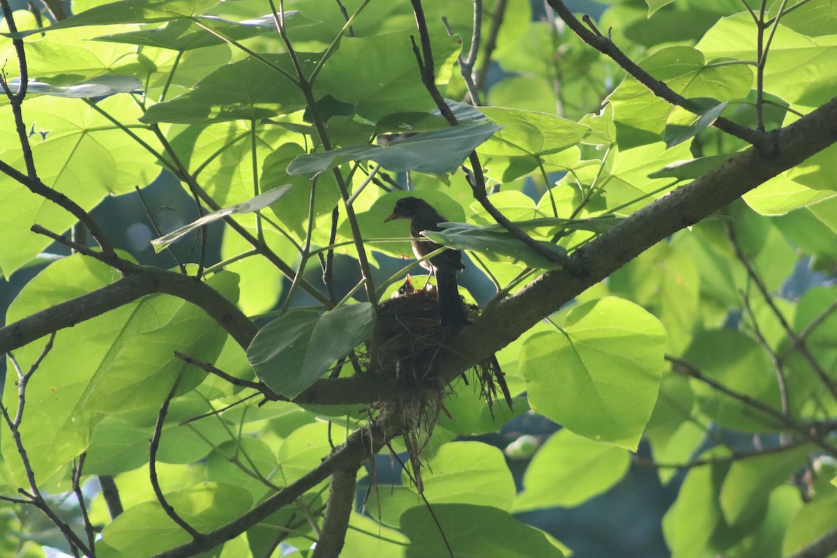 American Robin - ML647755323
