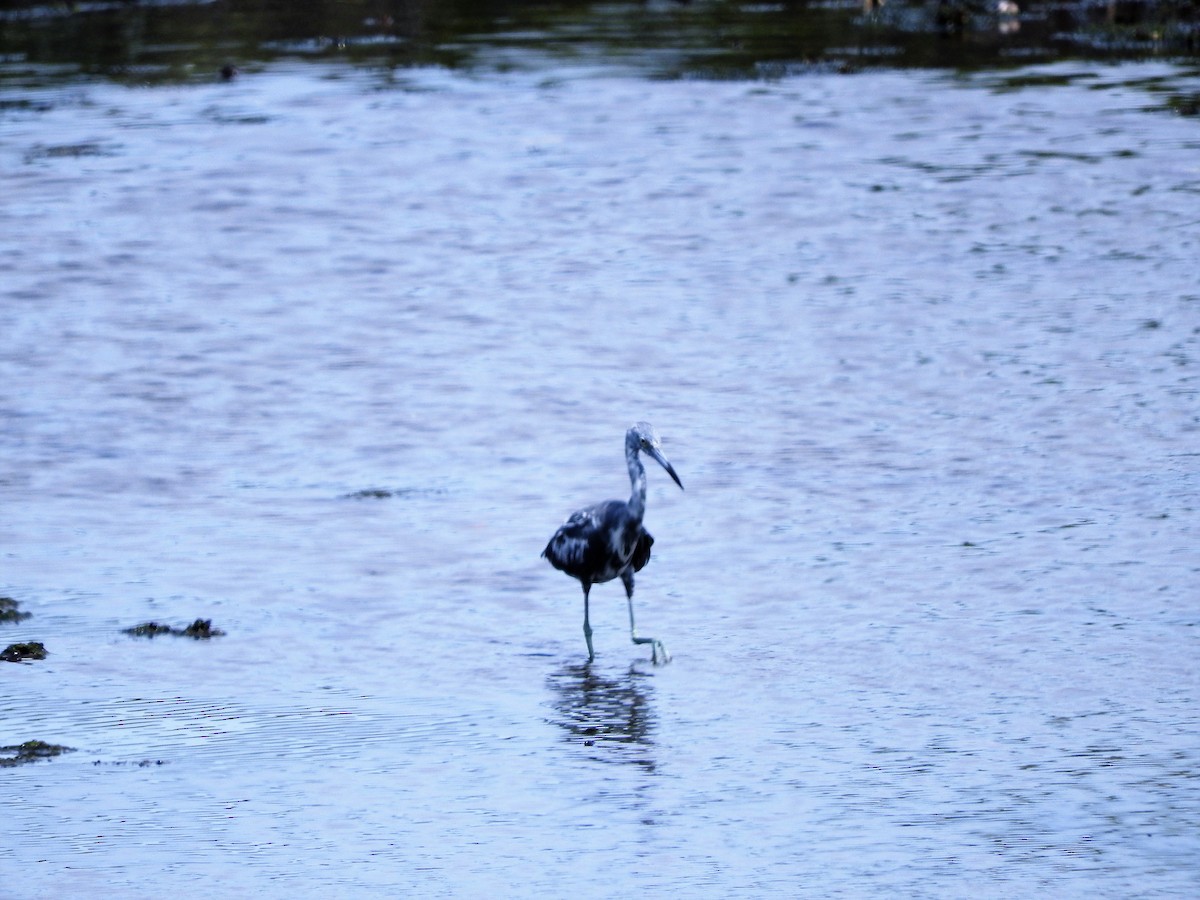 Blaureiher - ML647755339