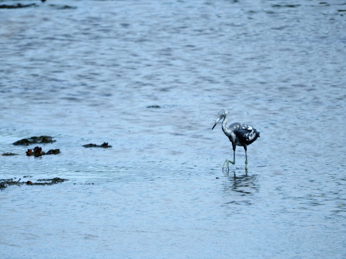 Blaureiher - ML647755340