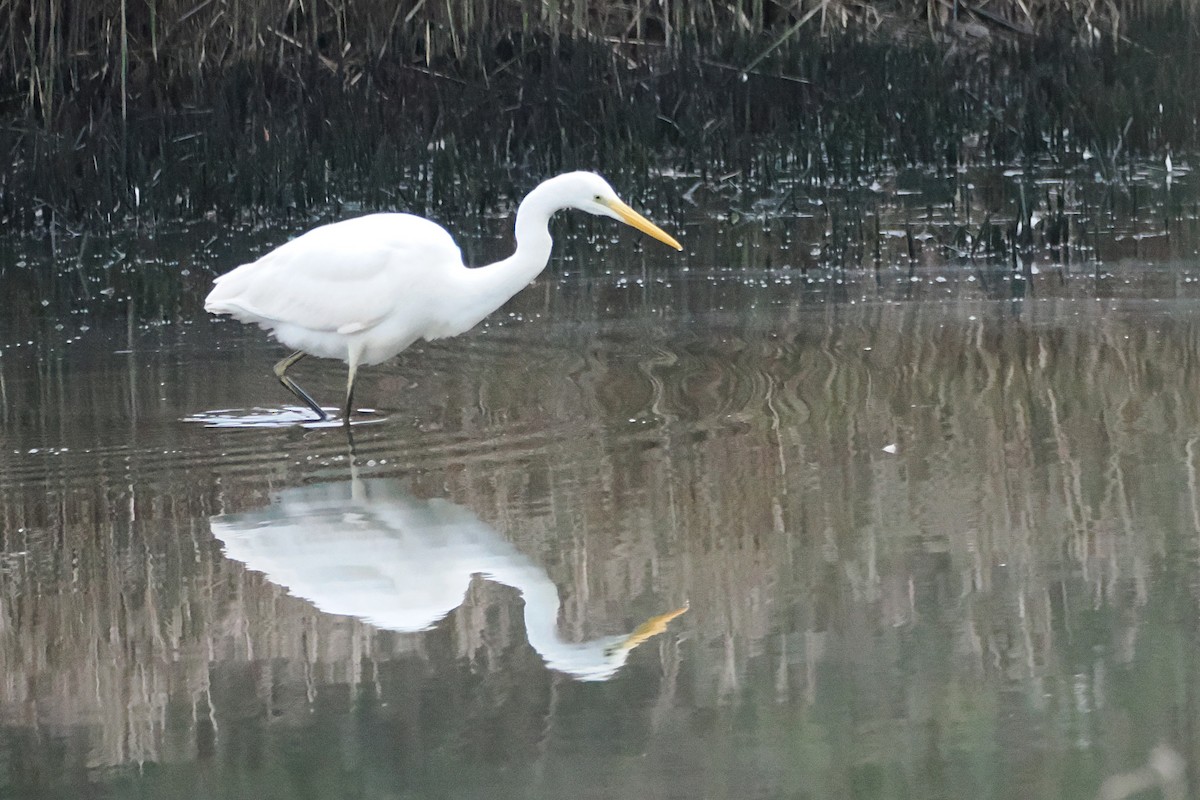 Silberreiher - ML647755341