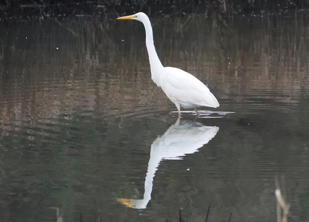 Silberreiher - ML647755342