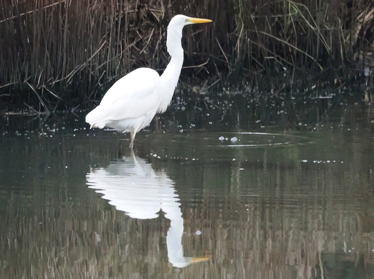 Silberreiher - ML647755343