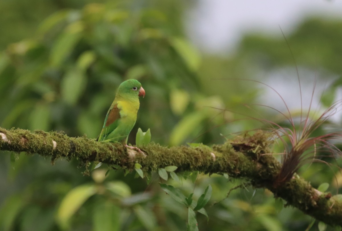 Tovisittich - ML647755346