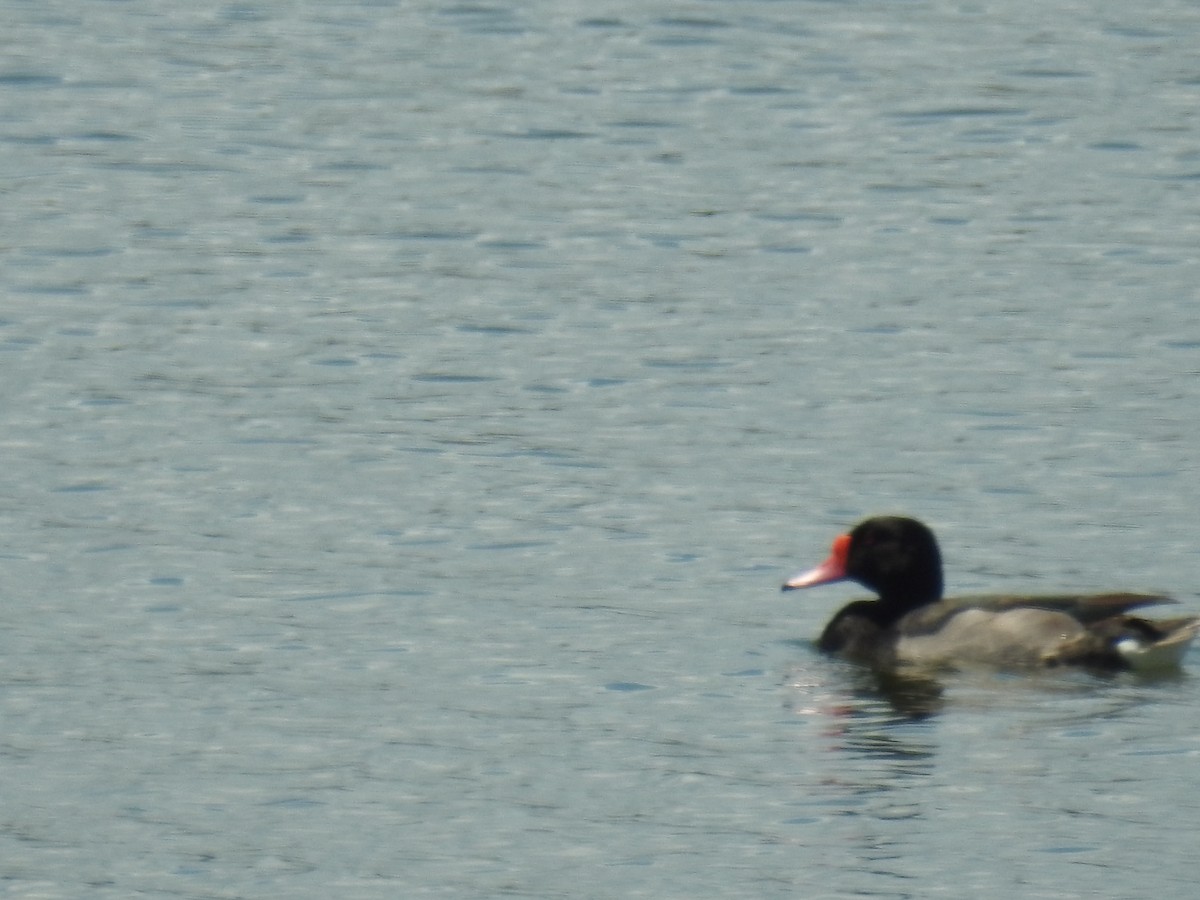 Rosenschnabelente - ML647755347