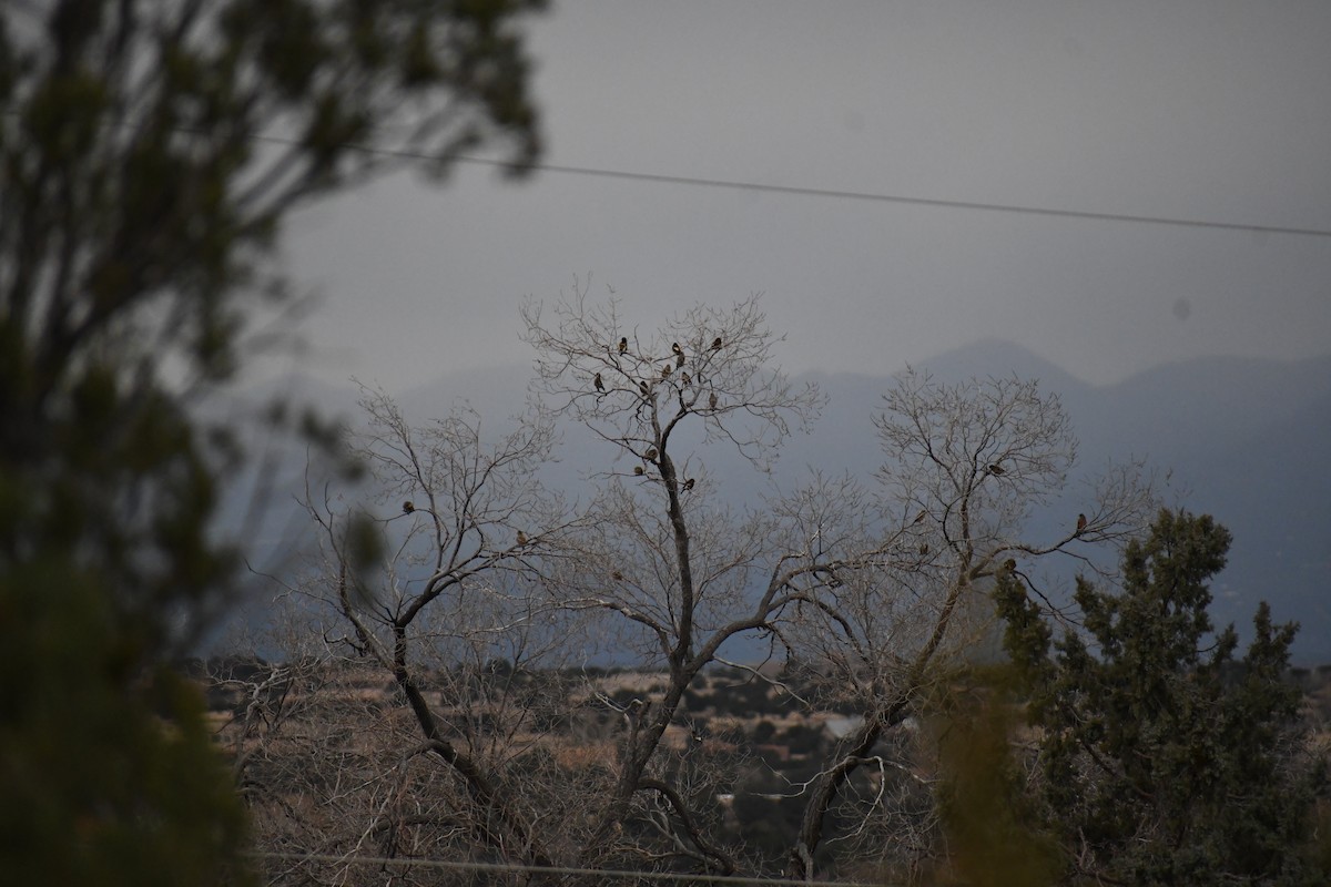 Abendkernbeißer - ML647755349