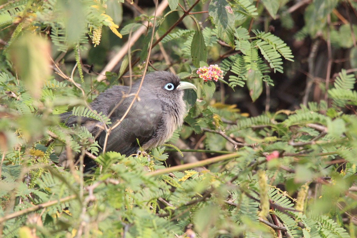 Blue-faced Malkoha - ML647755351