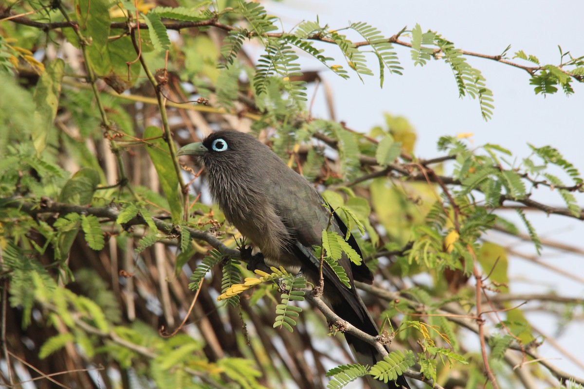 Blue-faced Malkoha - ML647755352