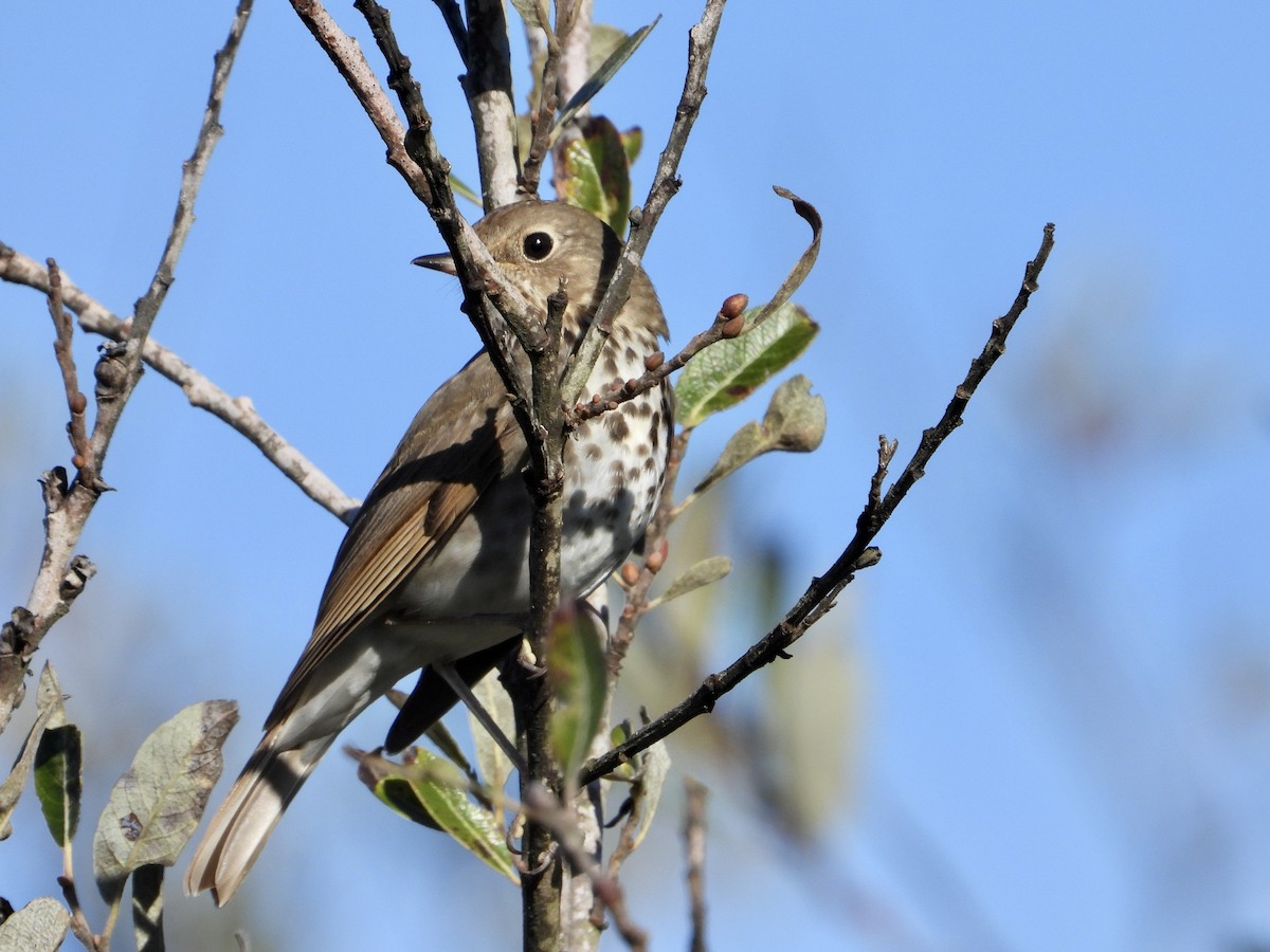 Einsiedler-Musendrossel - ML647755356