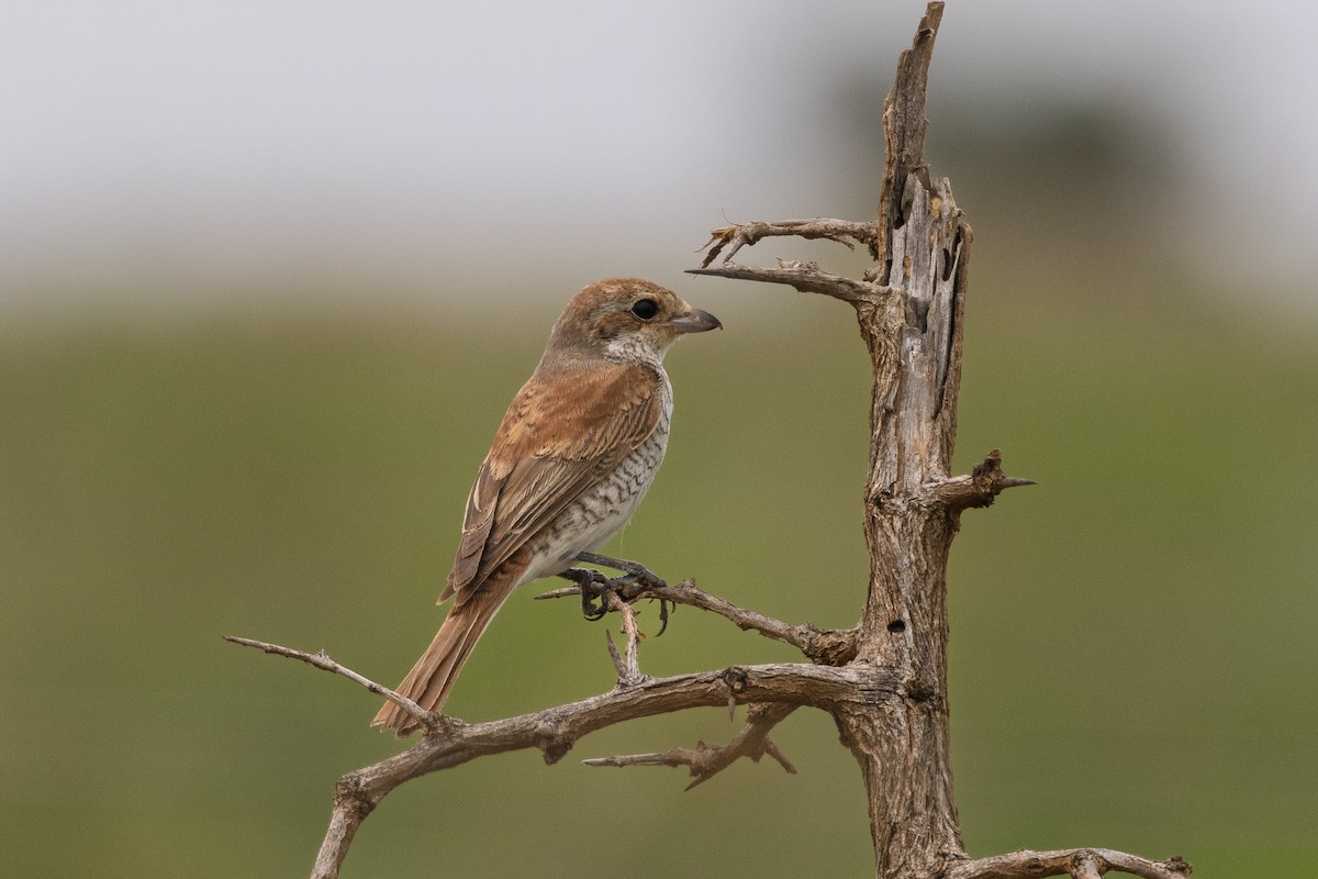 Neuntöter - ML647755358