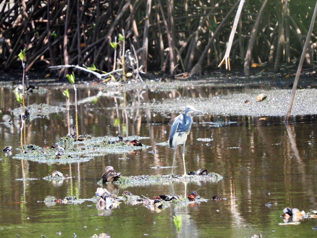 Dreifarbenreiher - ML647755360