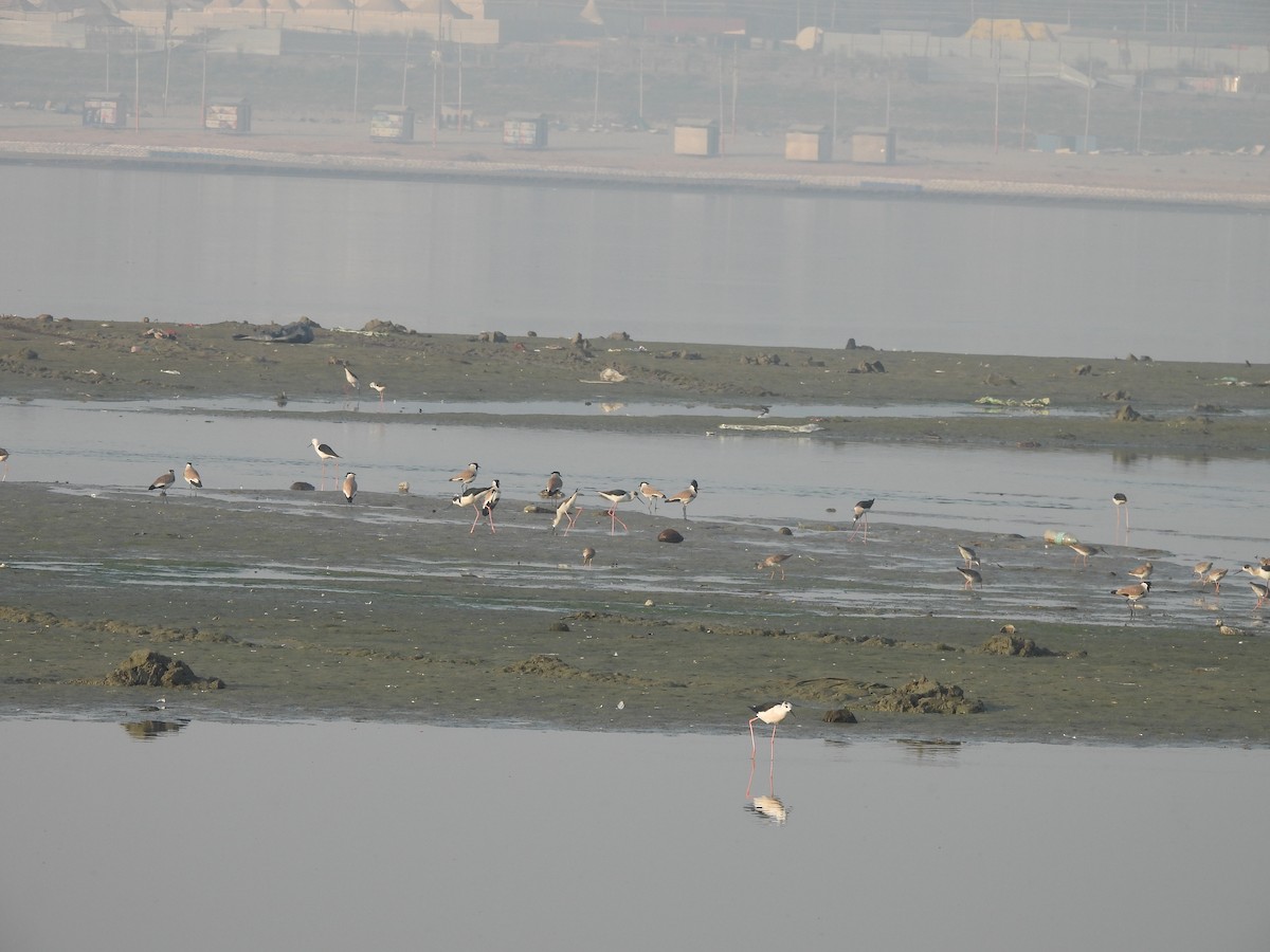 Flusskiebitz - ML647755361