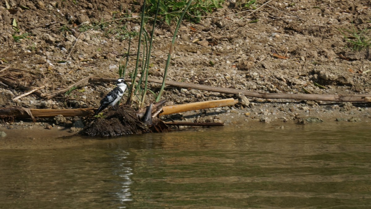 Graufischer - ML647755362