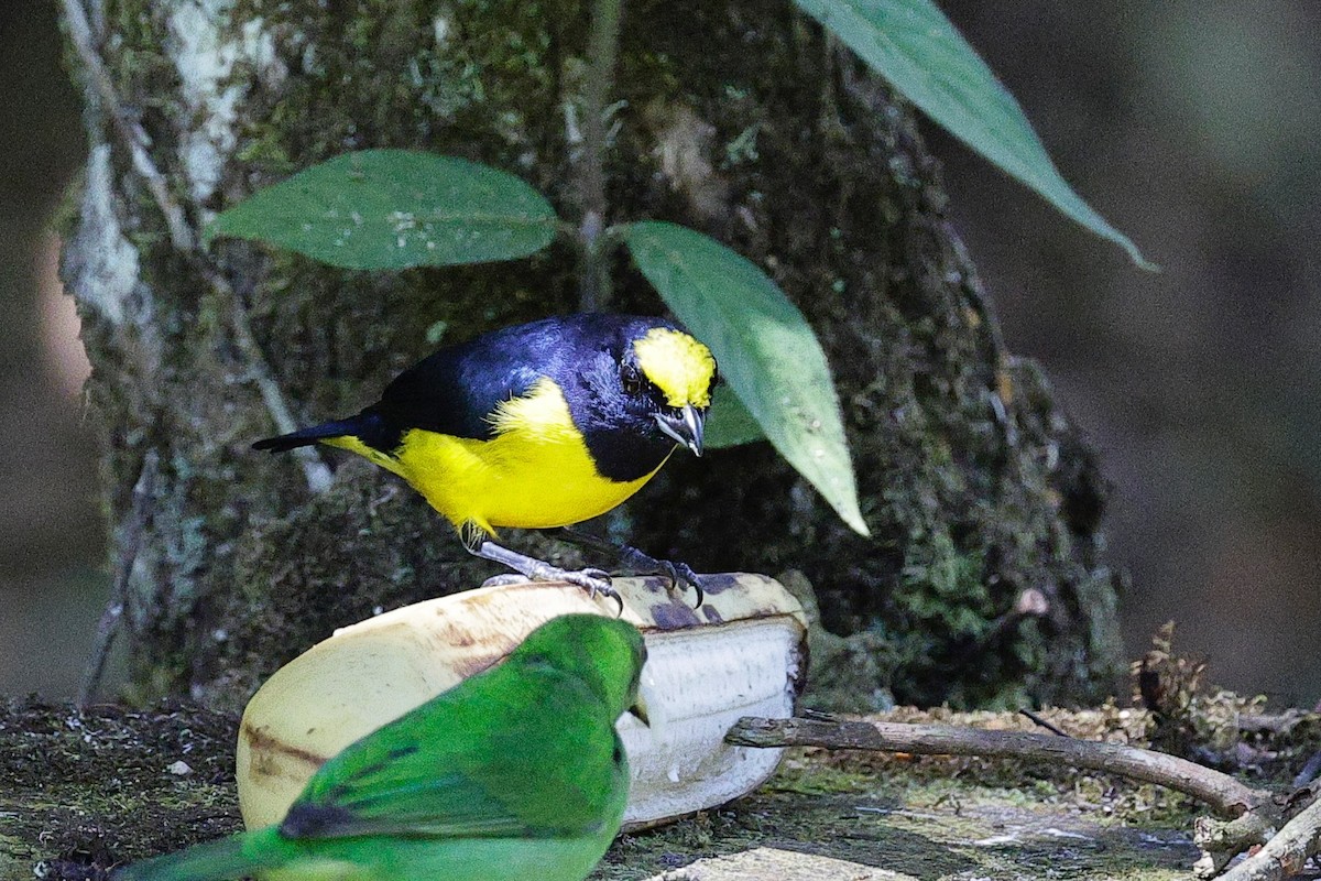 Stirnfleckenorganist - ML647755364