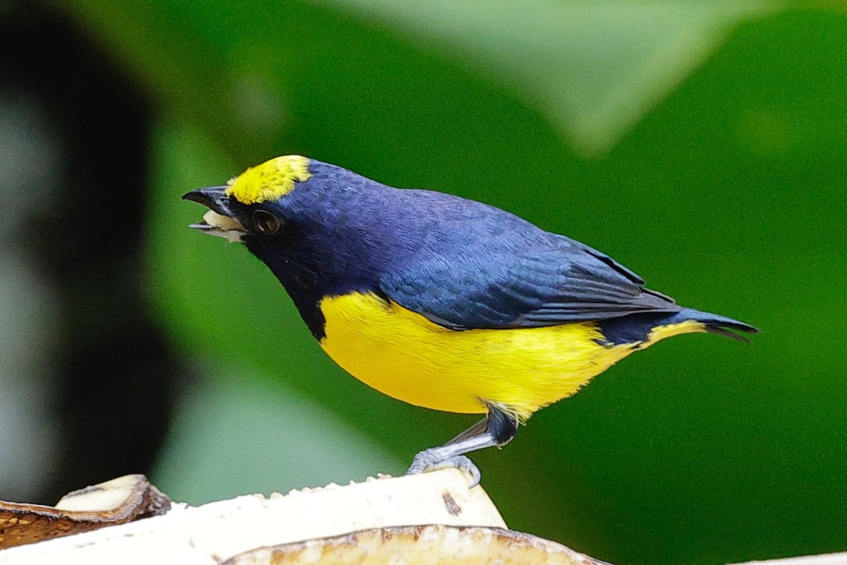 Stirnfleckenorganist - ML647755365