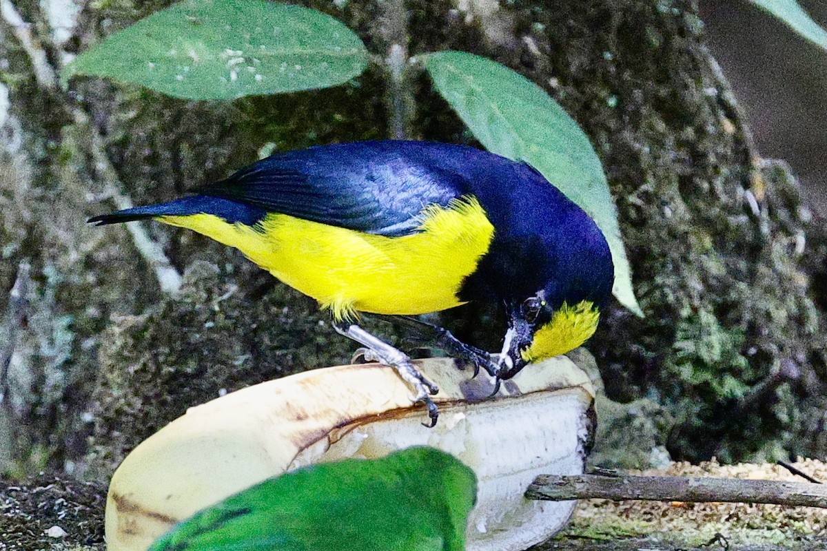 Stirnfleckenorganist - ML647755366