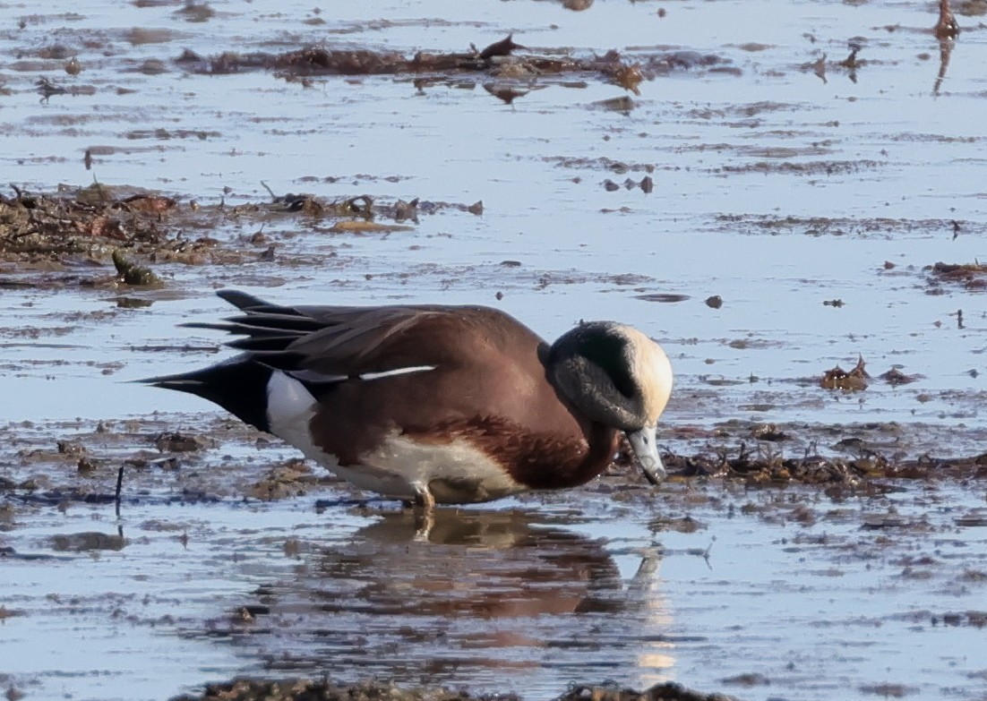 Kanadapfeifente - ML647755368