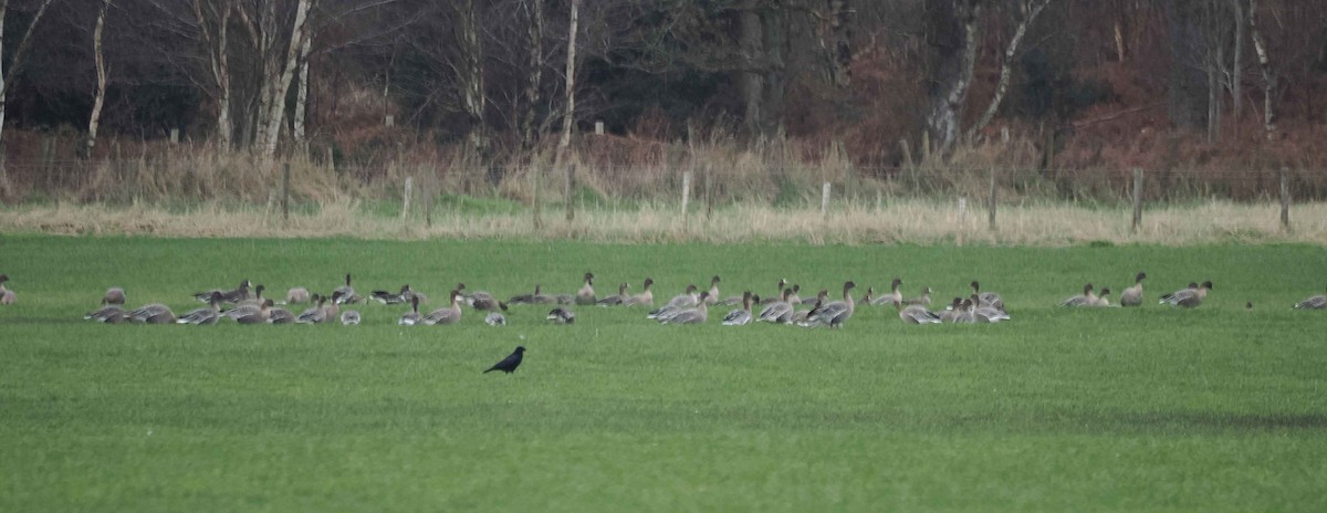 Blässgans - ML647755370