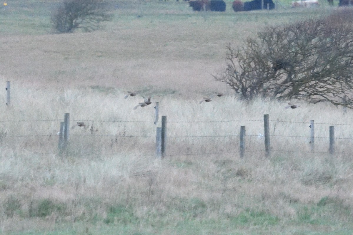 Rebhuhn - ML647755371