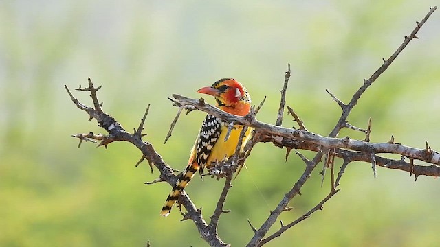 Red-and-yellow Barbet - ML647755389
