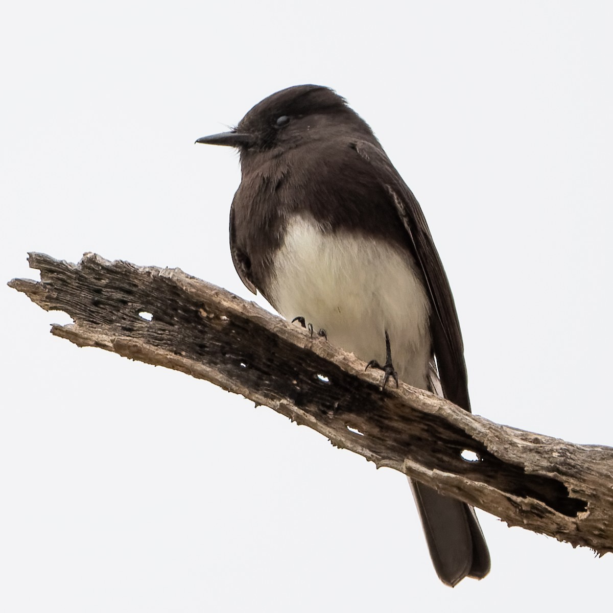 Moucherolle noir - ML647755397