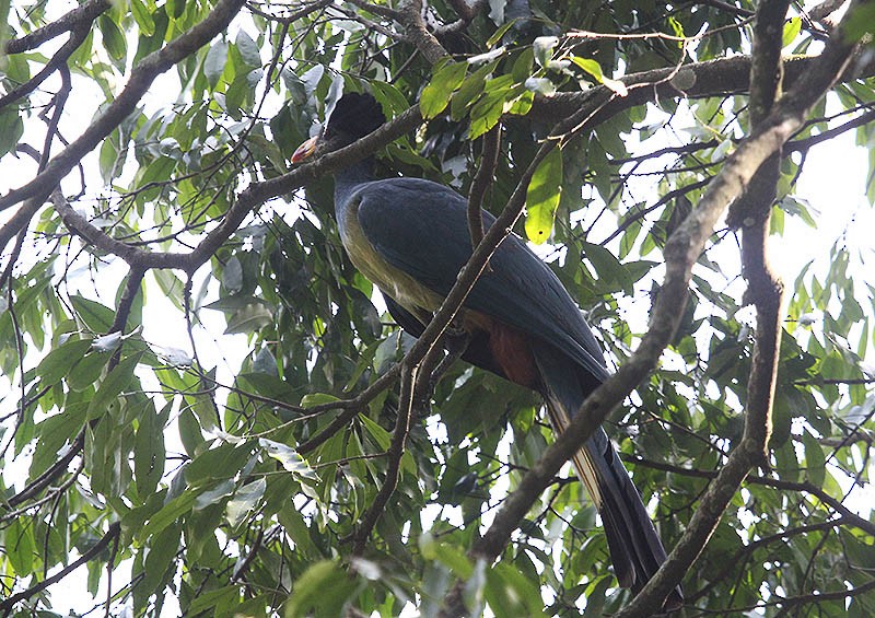 kjempeturako - ML647755403