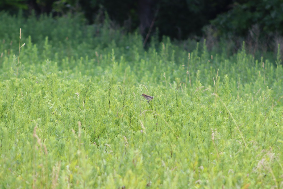 Indigo Bunting - ML647755405