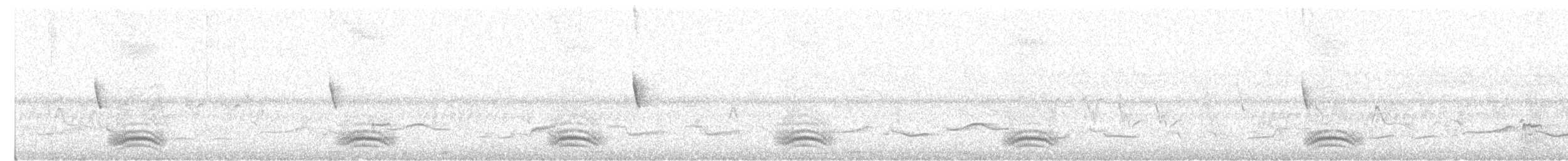 Batara rayé - ML647755414