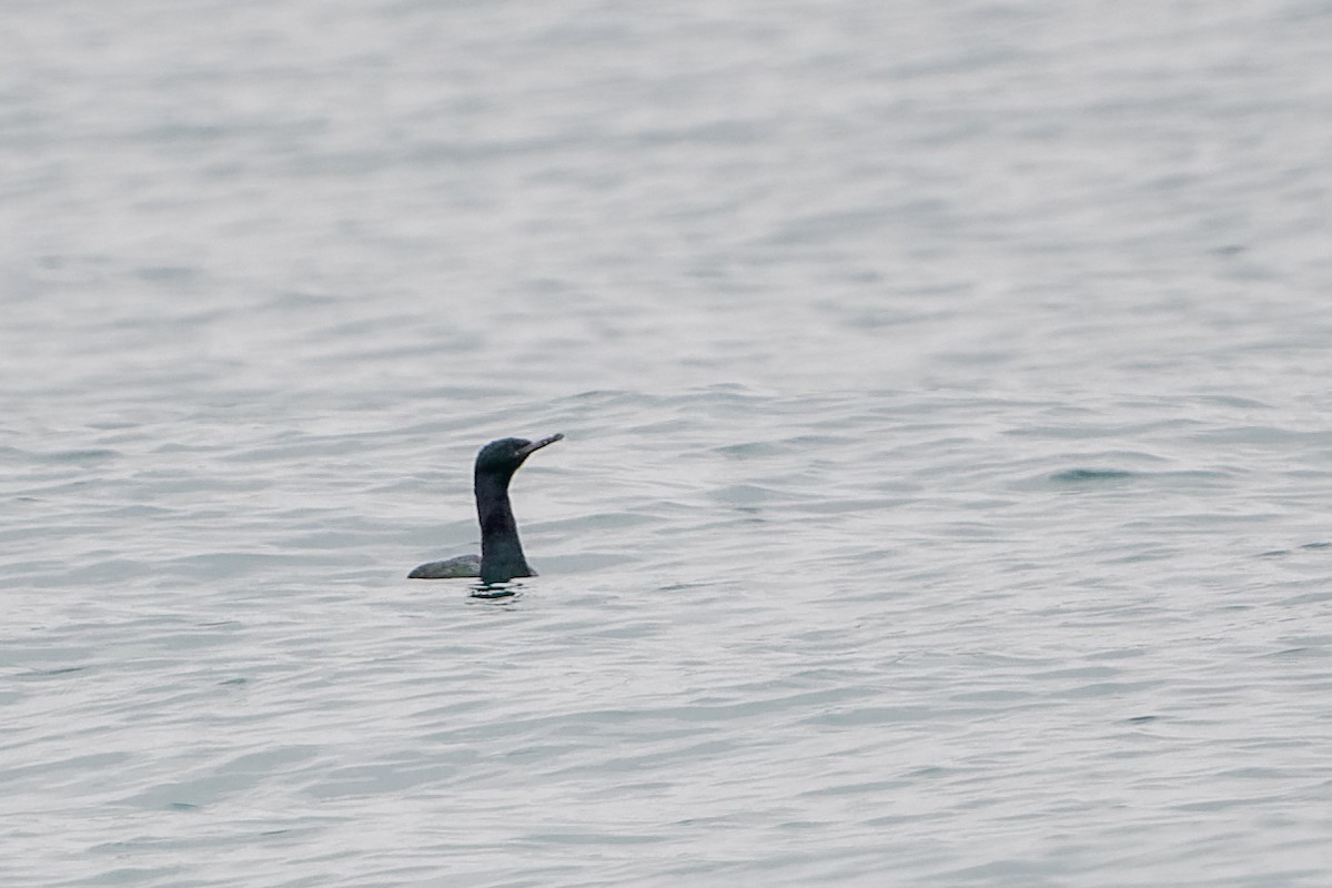 Cormoran pélagique - ML647755433