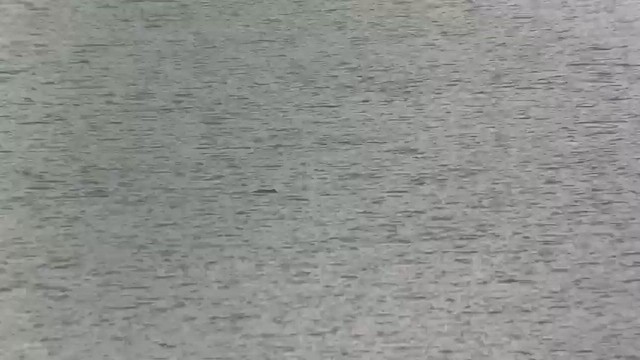 צוללן אדום-גרון - ML647755434