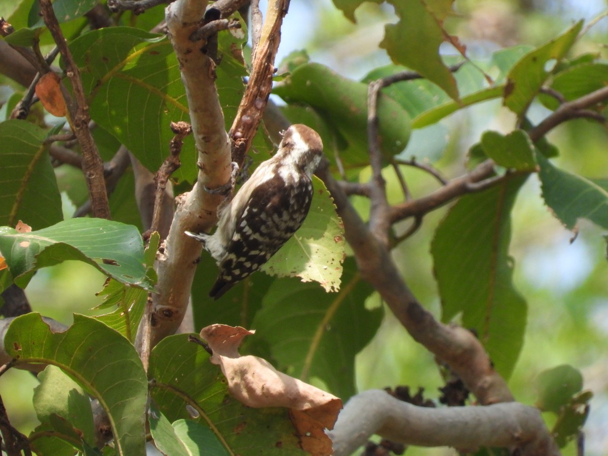 strakapoud hnědohlavý - ML647755442