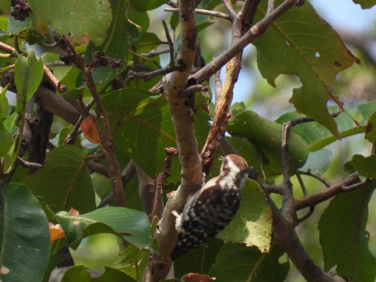 strakapoud hnědohlavý - ML647755443