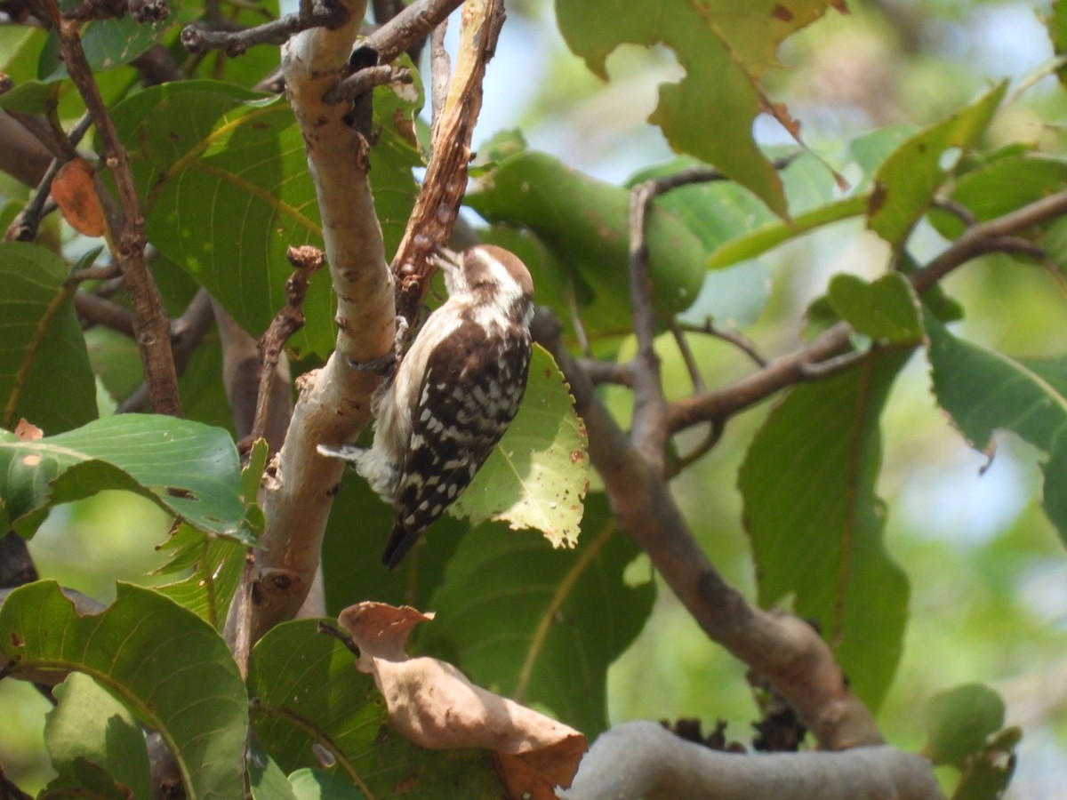 strakapoud hnědohlavý - ML647755444