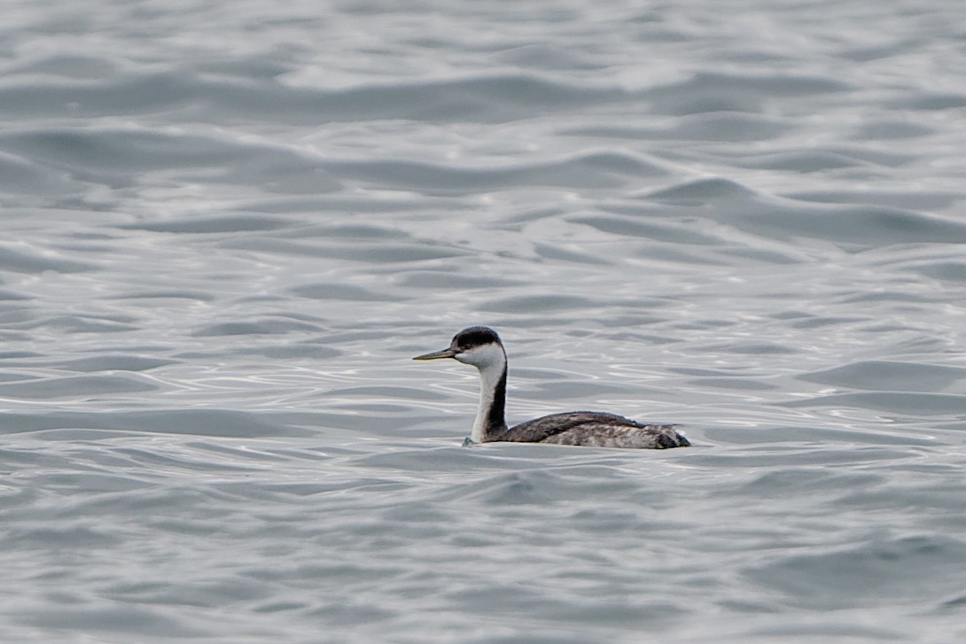 Grèbe élégant - ML647755449