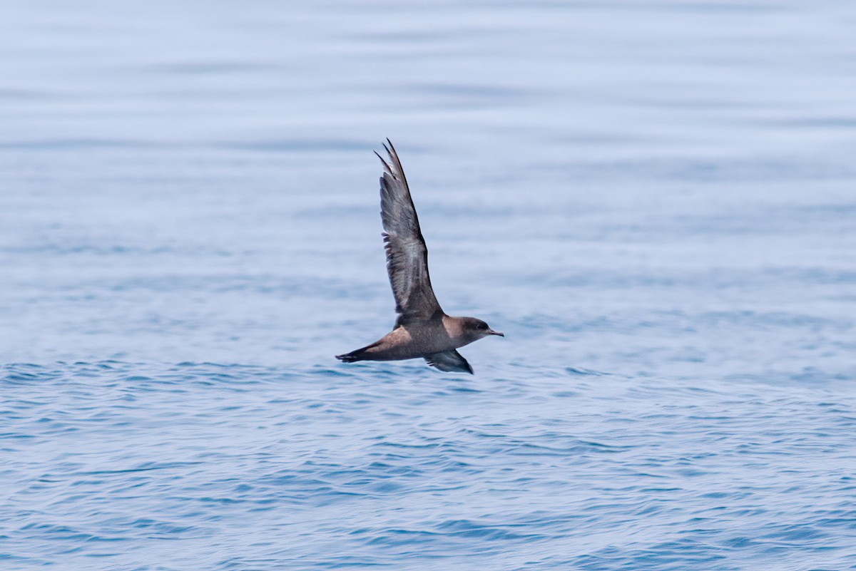 Short-tailed Shearwater - ML647755465