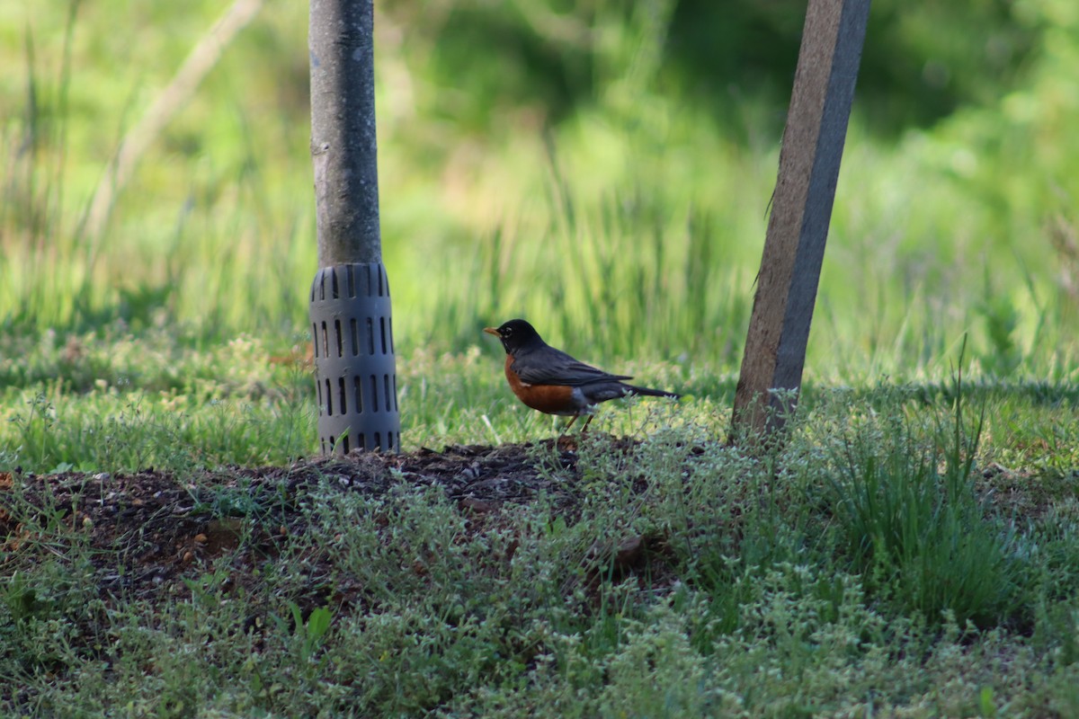 American Robin - ML647755466