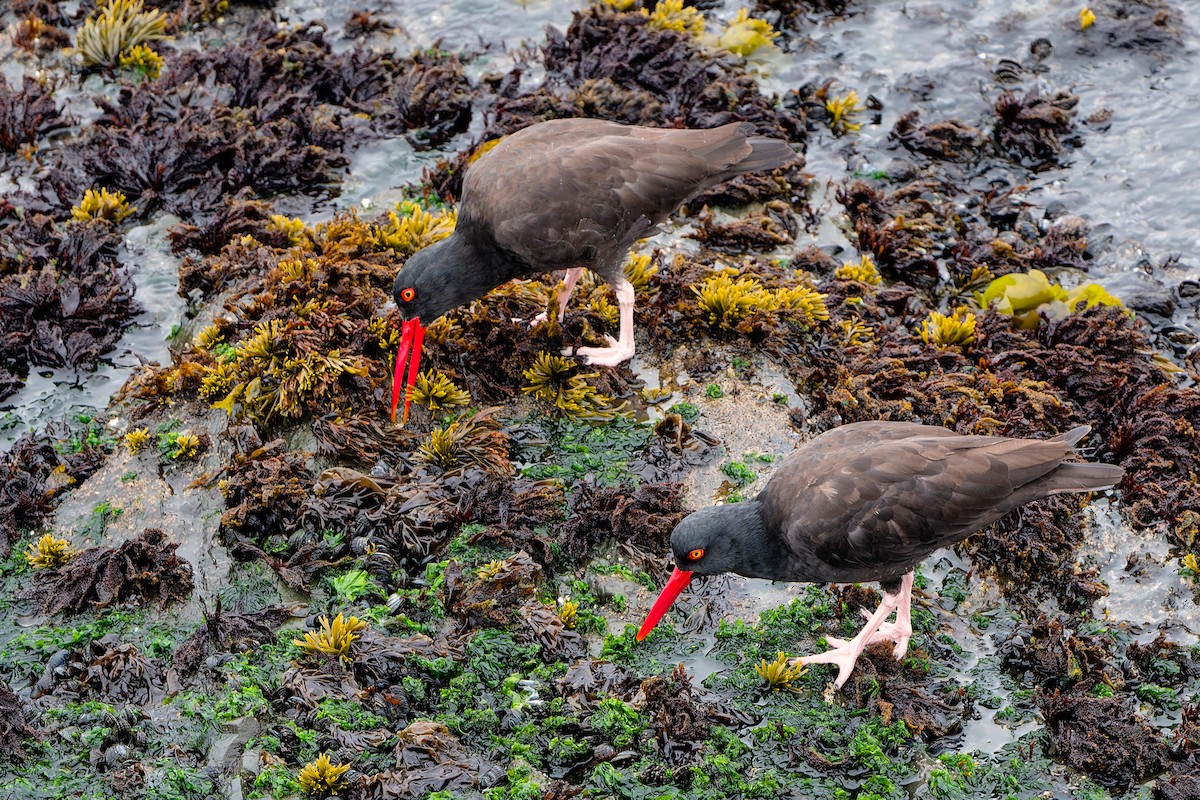 Huîtrier de Bachman - ML647755485