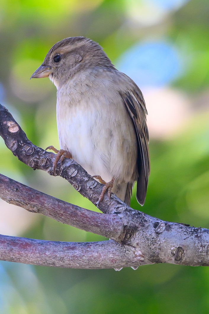 House Sparrow - ML647755498