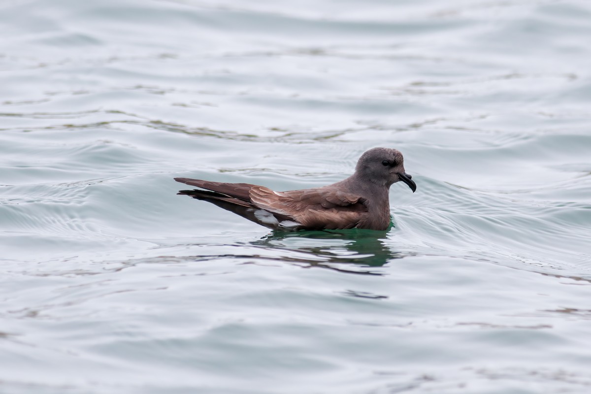 Leach's Storm-Petrel - ML647755500