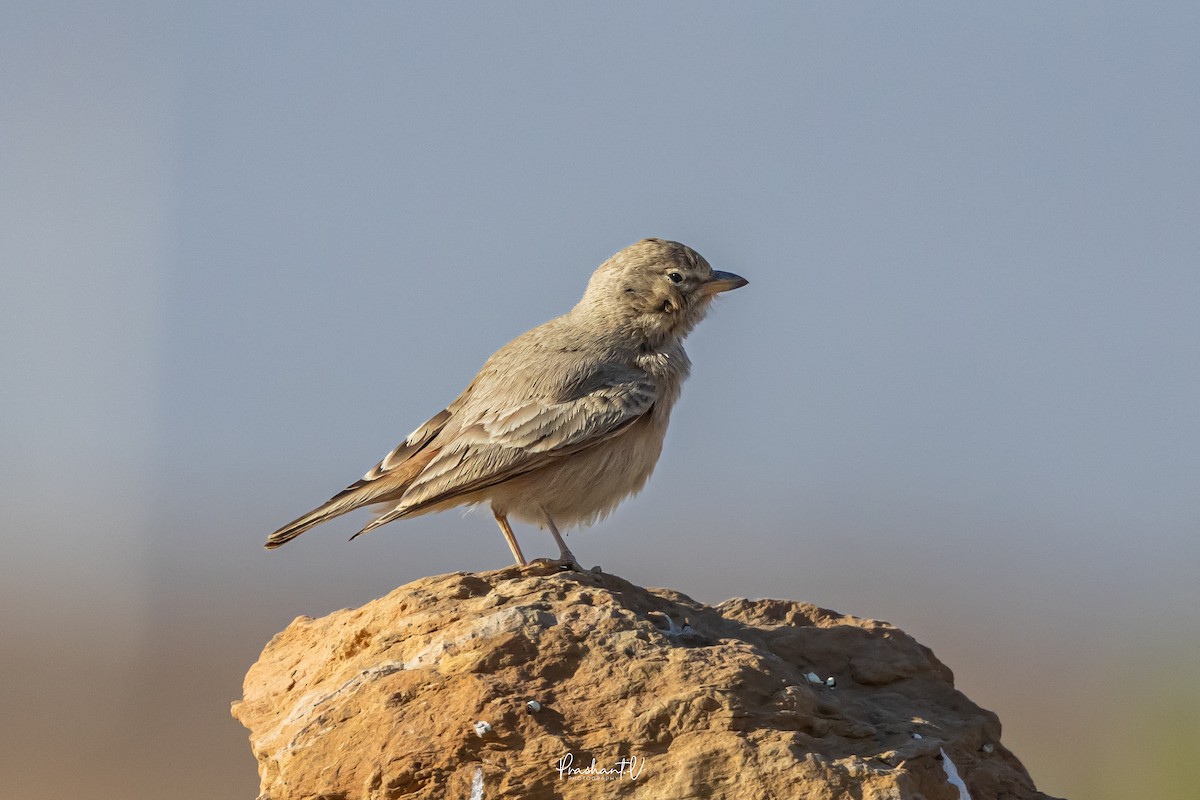 Desert Lark - ML647755502