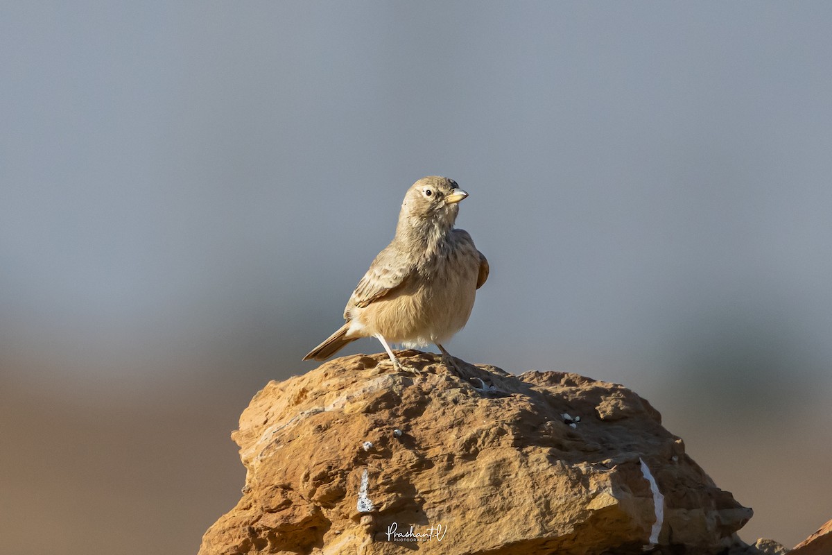 Desert Lark - ML647755503